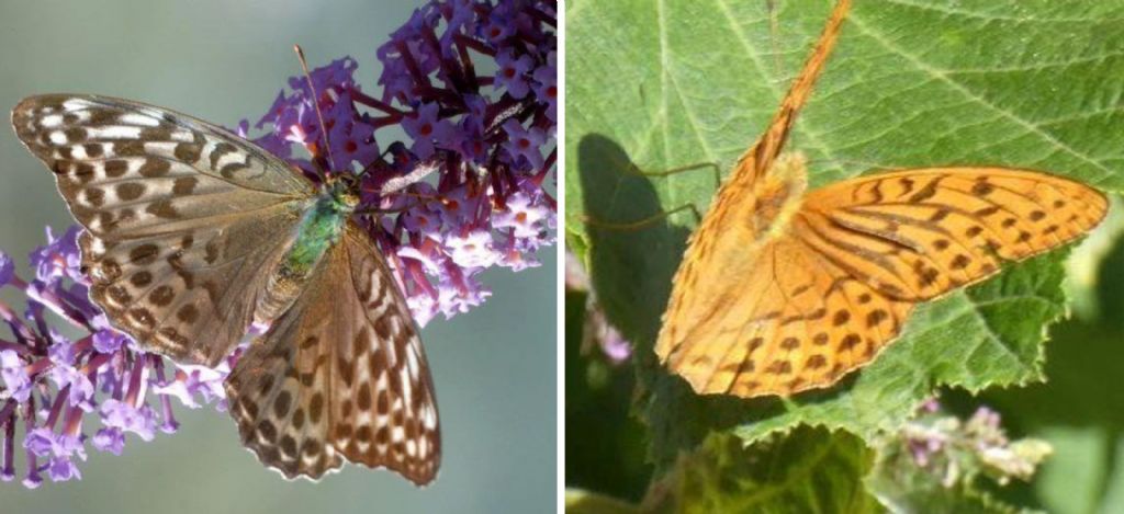 Argynnis paphia, maschio (Nymphalidae)